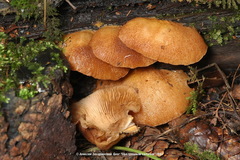 Crepidotus calolepis