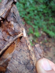 Gloiocephala epiphylla