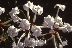 Rhododendron suaveolens
