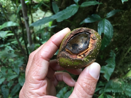 Pouteria fossicola image
