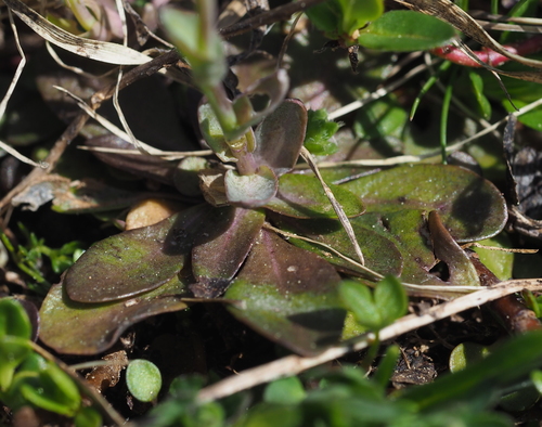Image of Noccaea alpestris by (c) carnifex, some rights reserved (CC BY)