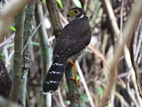 Micrastur ruficollis image