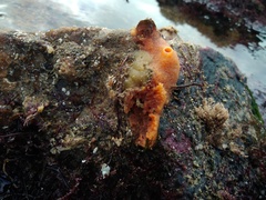 Hymeniacidon perlevis