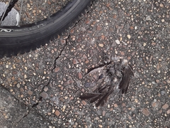 Saltator coerulescens