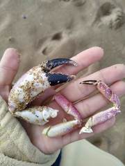 Danielethus crenulatus