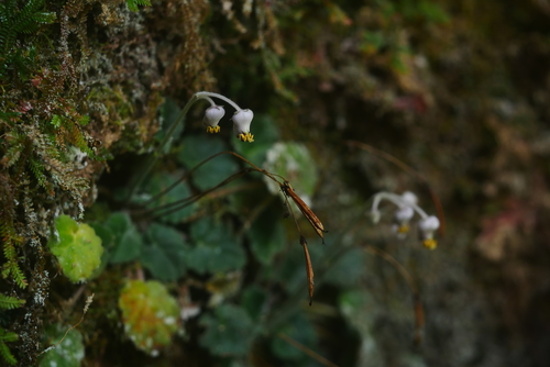 Oreocharis begoniifolia