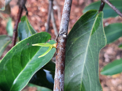 Tripodanthus acutifolius