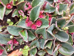 Euphorbia mafingensis