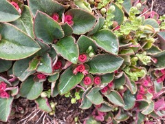 Euphorbia mafingensis