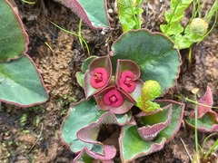 Euphorbia mafingensis