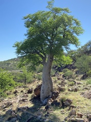 Moringa ovalifolia image