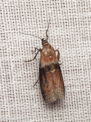 Sciota fumella