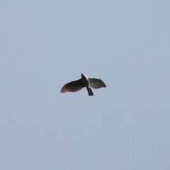 Accipiter nisus
