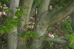 Fagus crenata
