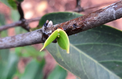 Tripodanthus acutifolius