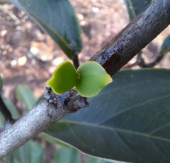 Tripodanthus acutifolius