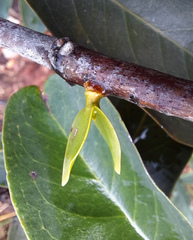 Tripodanthus acutifolius