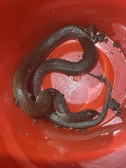 Haldea striatula