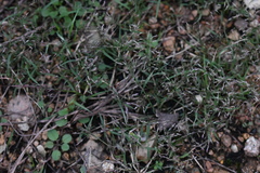 Eragrostis autumnalis