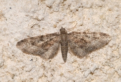 Eupithecia cocciferata