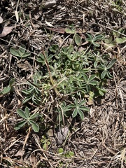 Lupinus texensis