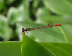 Ceriagrion tenellum