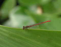 Ceriagrion tenellum