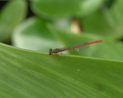 Ceriagrion tenellum