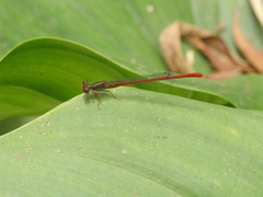 Ceriagrion tenellum