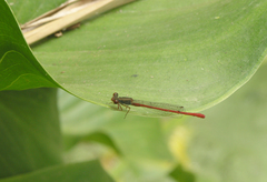 Ceriagrion tenellum