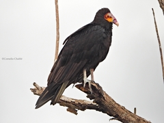 Cathartes burrovianus image