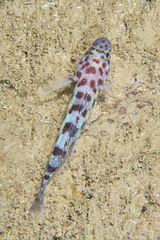 Thorogobius ephippiatus