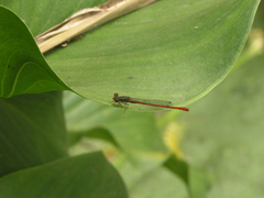 Ceriagrion tenellum