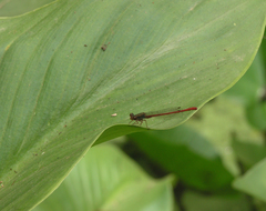 Ceriagrion tenellum