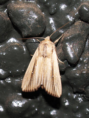 Leucania stenographa