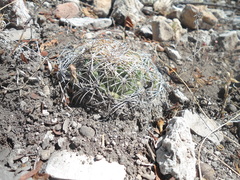 Coryphantha retusa