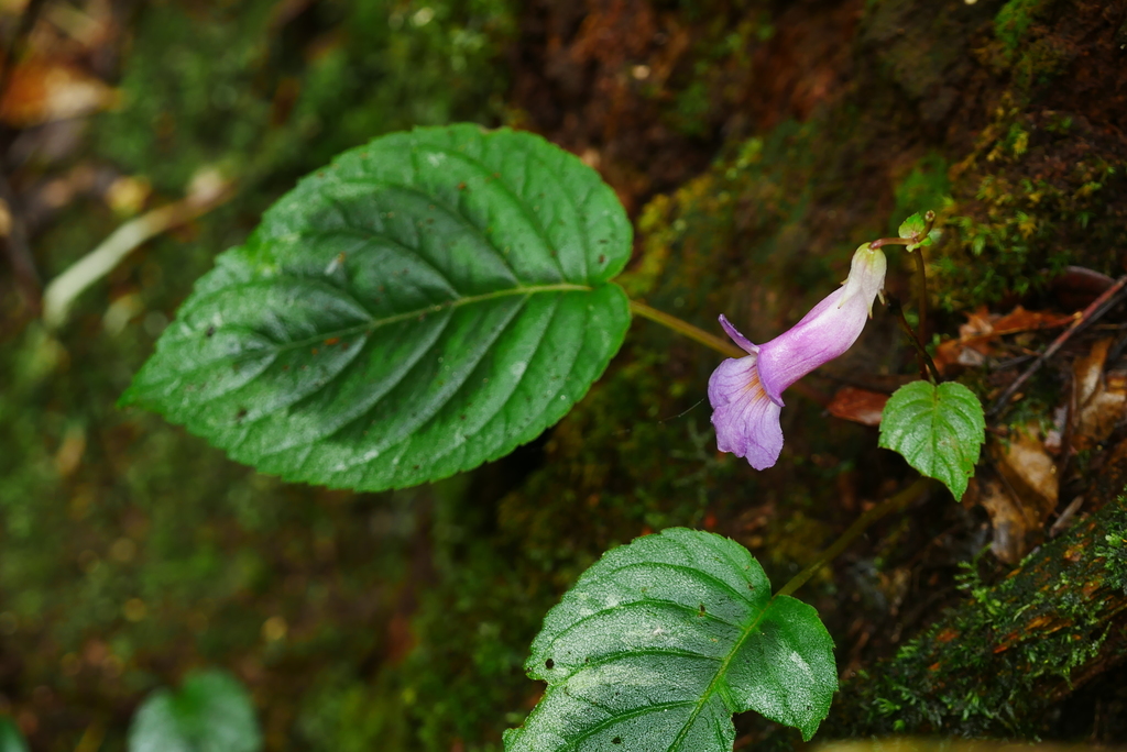 Henckelia grandifolia (Henckelia grandifolia)