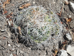 Coryphantha retusa