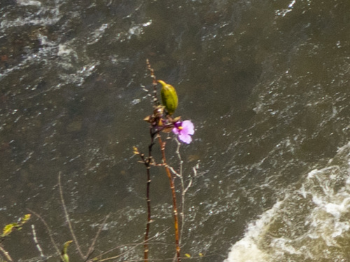 Caucaea olivacea, photograph 5