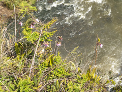 Caucaea olivacea, photograph (c) Frank Dietze, some rights reserved (CC BY)