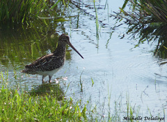 Gallinago paraguaiae