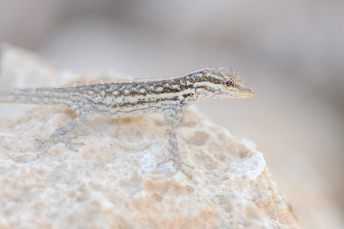 Socotra Rock Gecko, Pristurus sokotranus