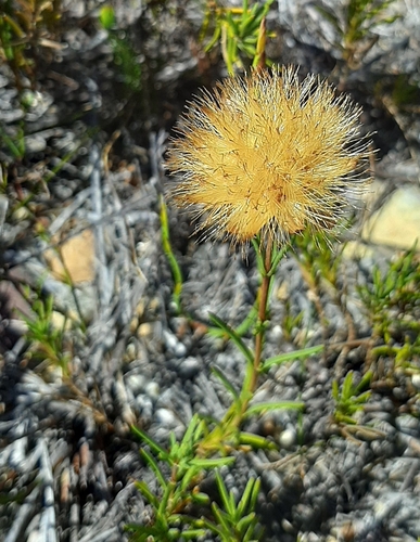 Image of Pteronia tenuifolia by (c) Eugene Hahndiek, some rights reserved (CC BY-SA)