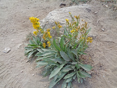 Solidago multiradiata scopulorum