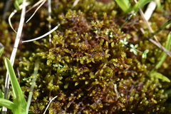 Scorpidium cossonii