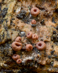 Ophiotheca chrysosperma