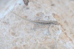 Pristurus sokotranus