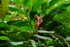 Rhynchanthus beesianus