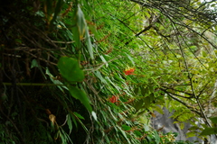 Rhynchanthus beesianus