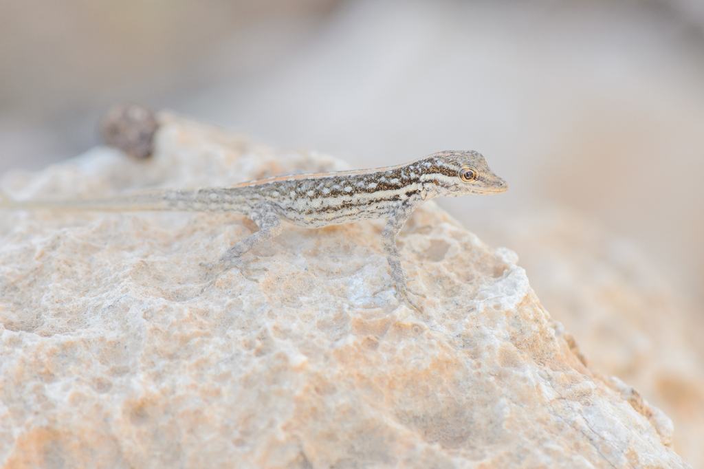 Socotra Rock Gecko